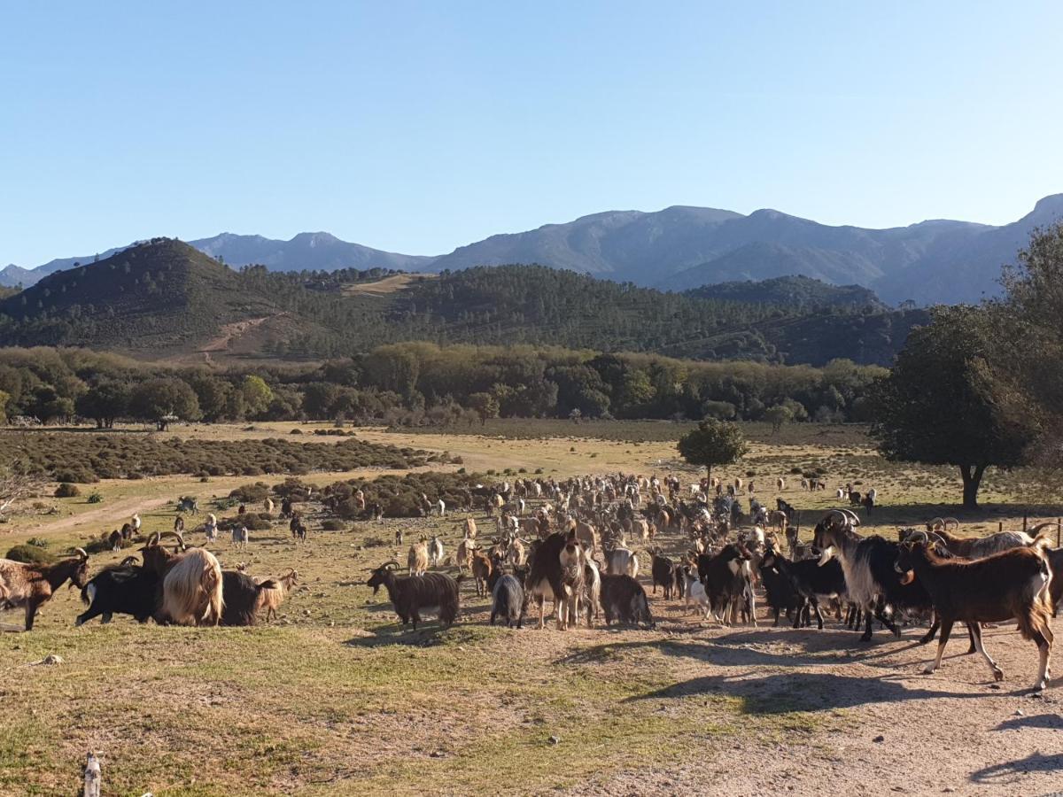 Pianotolinca - Centru Di Corsica Villa Moltifao Eksteriør bilde